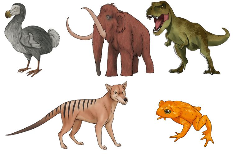 Examples of extinct species include the dodo bird and dinosaurs,